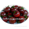 Hybrid tomato seeds for sale